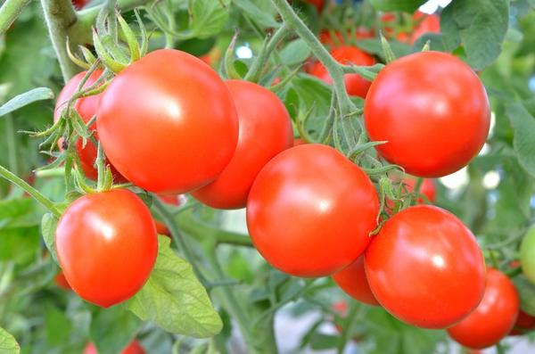 Пять лучших сортов томатов, которые каждый садовод должен знать