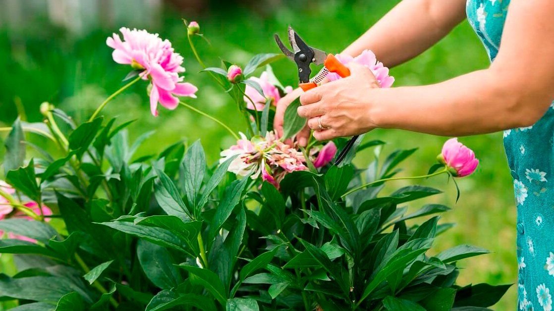 Выращивание пионов: шаг за шагом к великолепному цветению