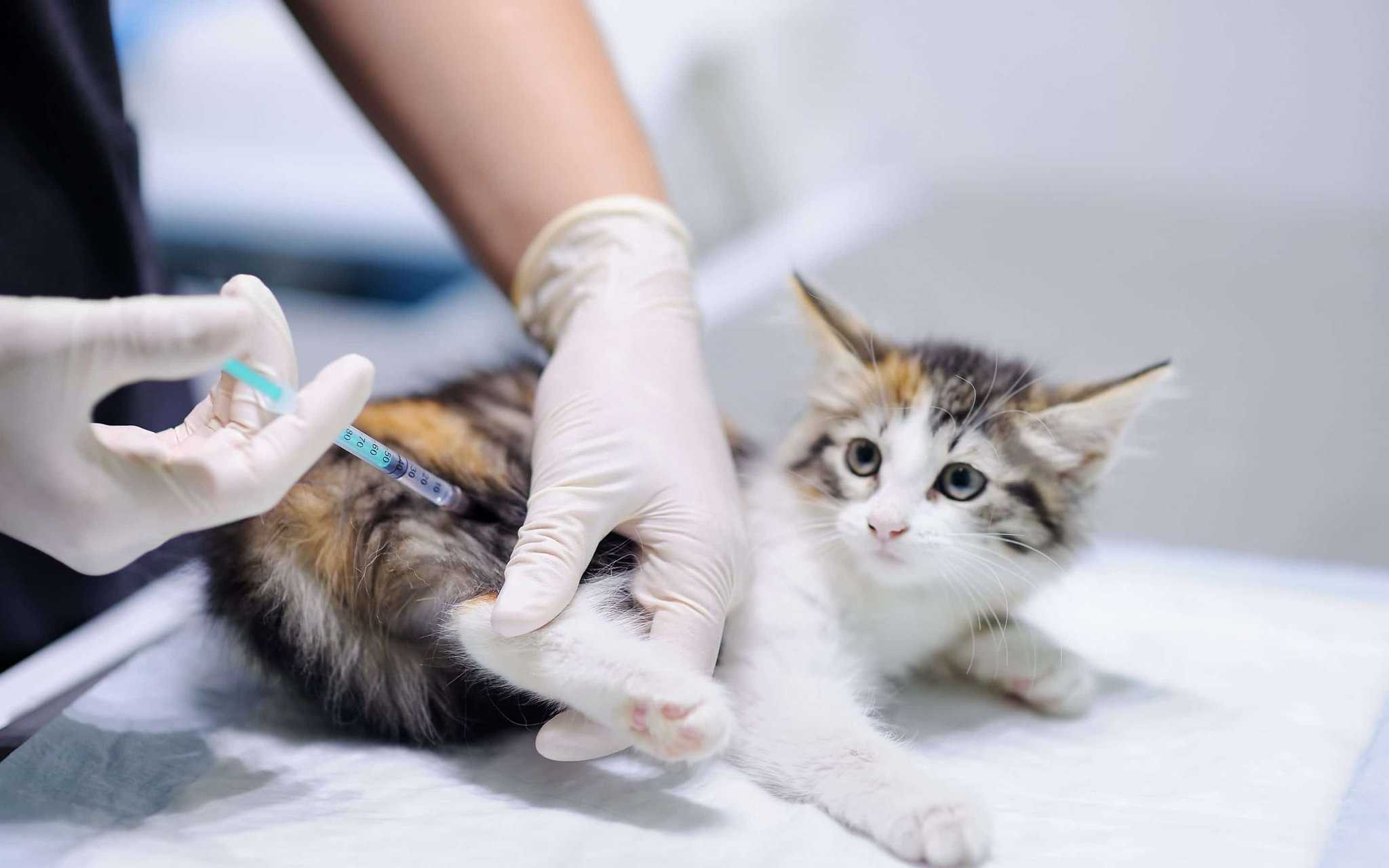 Вакцинация кошек: какие основные прививки необходимы животным